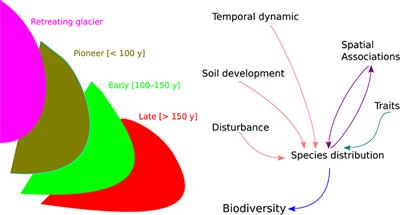 The Consequences of Glacier Retreat Are Uneven Between Plant Species